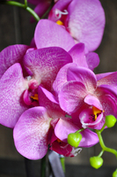 sztuczny storczyk Toscany w kremowej donicy wys.56cm