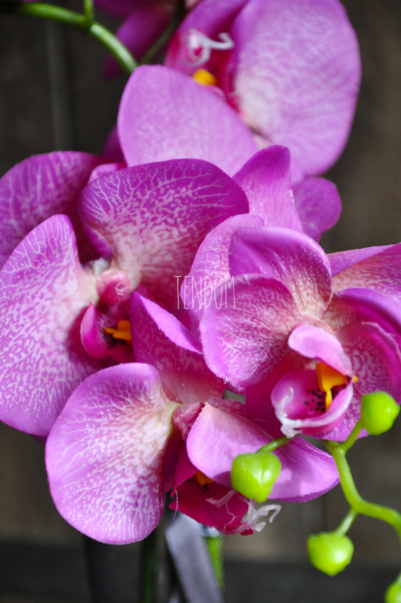 sztuczny storczyk Toscany w kremowej donicy wys.56cm