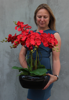 czerwony storczyk w czarnej donicy, Kresso, wys.58cm