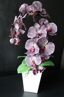 elegancki storczyk Stonowany Fiolet w szarej donicy wys.70cm