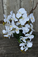 storczyk Silver Moon w srebrnej, "tulipanowej" donicy wys.60cm 