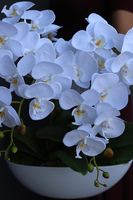 Benicio, biały storczyk, wys.53cm