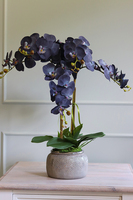Blunna, niebieski storczyk w ozdobnej donicy, wys.68cm 