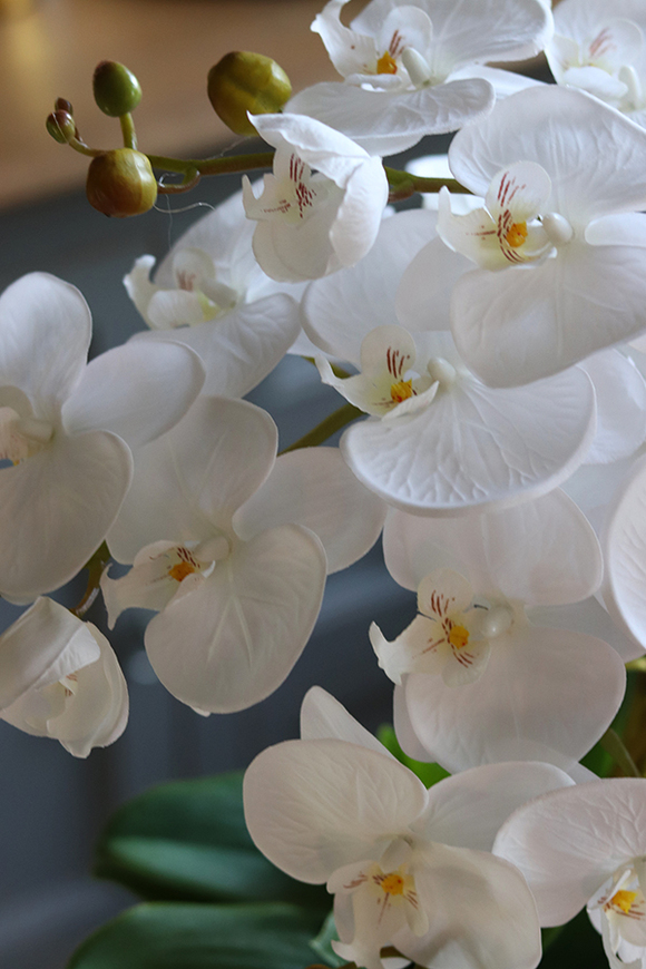 Kellano Cambra, biały storczyk w srebrnej donicy, wys.59cm