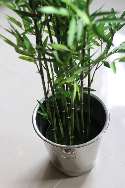 sztuczny bambus w coolerze, Hongkong, wys.120cm