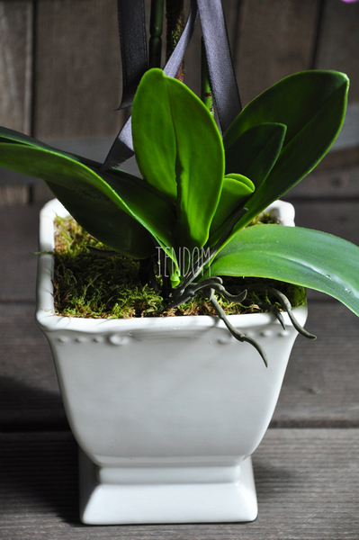 sztuczny storczyk Toscany w kremowej donicy wys.56cm