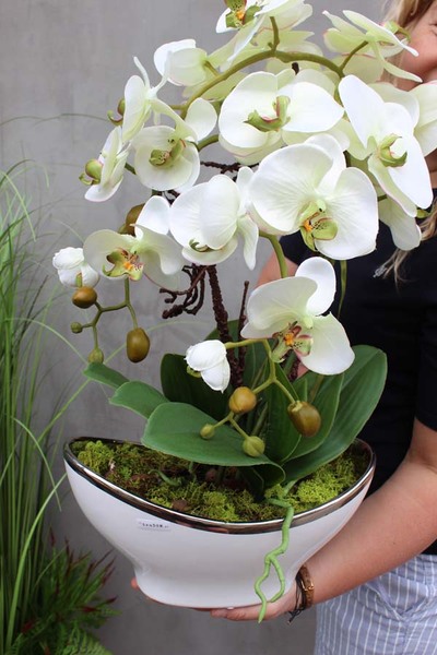 Muza, jasnozielony storczyk w ceramicznej donicy, wys.58cm