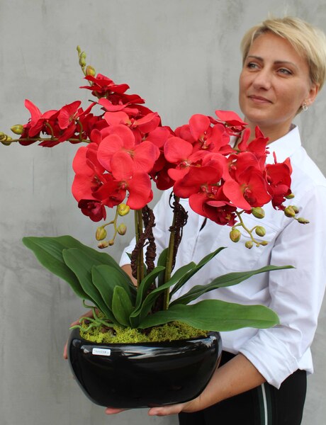 czerwony storczyk w czarnej donicy, Kresso, wys.58cm