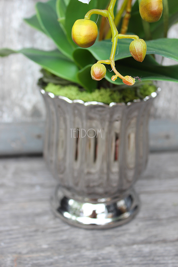 storczyk Silver Moon w srebrnej, "tulipanowej" donicy wys.60cm 