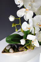 storczyk Laos 3 w ceramicznej "gniecionej" donicy, wys.53cm