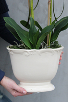 storczyk Palazzo średni w kremowej donicy, wys.60cm