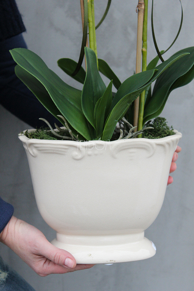 storczyk Palazzo średni w kremowej donicy, wys.60cm