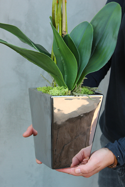 elegancki storczyk Sandra Small w srebrnej donicy, wys.72cm 