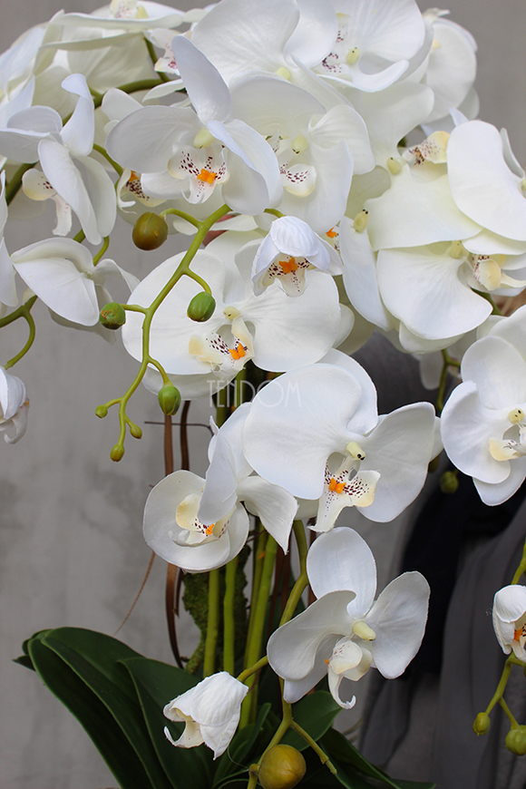 Paletto storczyk w kremowej donicy / osłonce wys.70cm