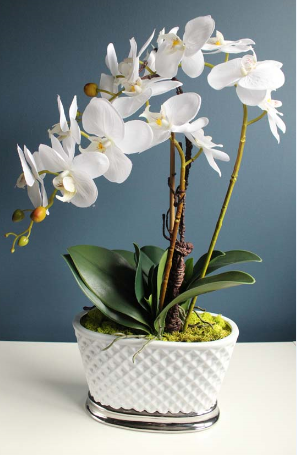 Deluxe Glamour, storczyk w biało - srebrnej ceramicznej donicy, wys.60cm