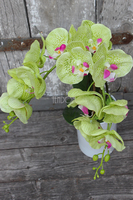 zielony, gumowy storczyk Katie w pięknej donicy marki Katie&Alice, wys.57cm