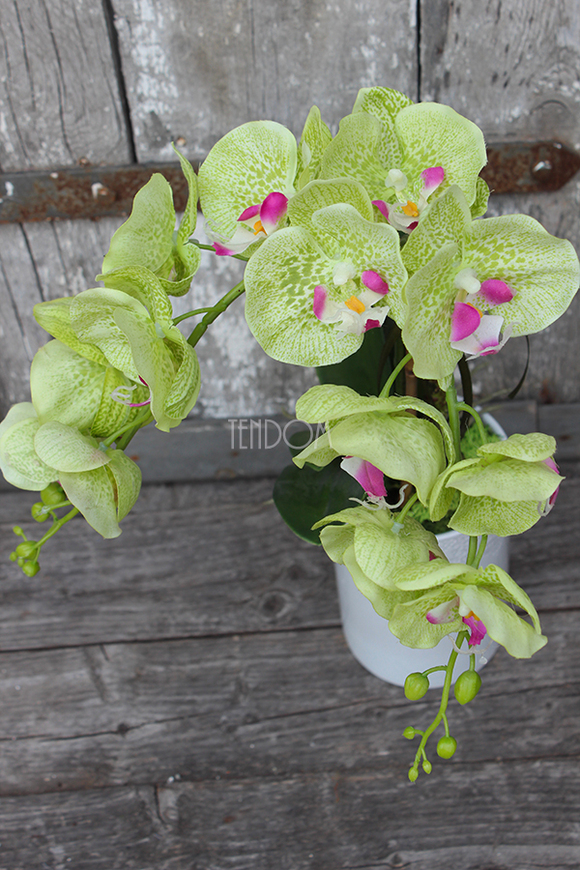 zielony, gumowy storczyk Katie w pięknej donicy marki Katie&Alice, wys.57cm