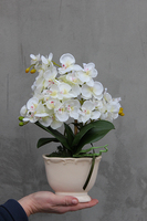 storczyk Palazzo mały w kremowej donicy wys.42cm