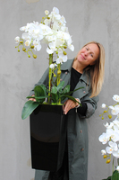 bardzo duży storczyk Emilie Grande Black w minimalistycznej donicy, wys.120cm