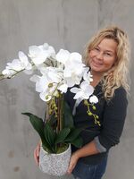 Klanassa 2, storczyk w pięknie zdobionej donicy, wys.63cm