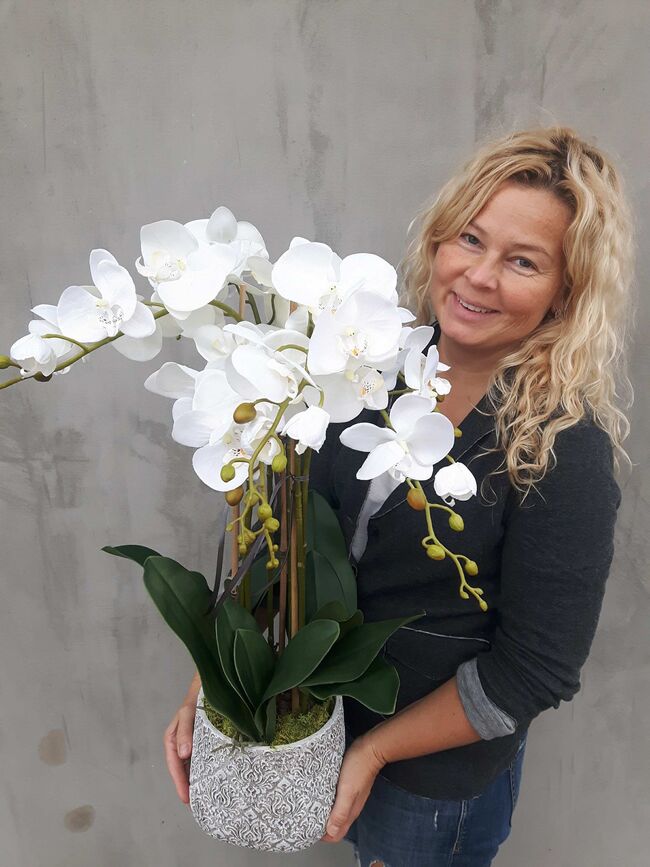 Klanassa 2, storczyk w pięknie zdobionej donicy, wys.63cm