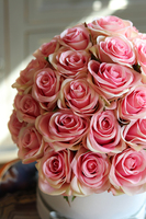 flowerbox różany Rosalinda z szarą aksamitką, wys.36cm