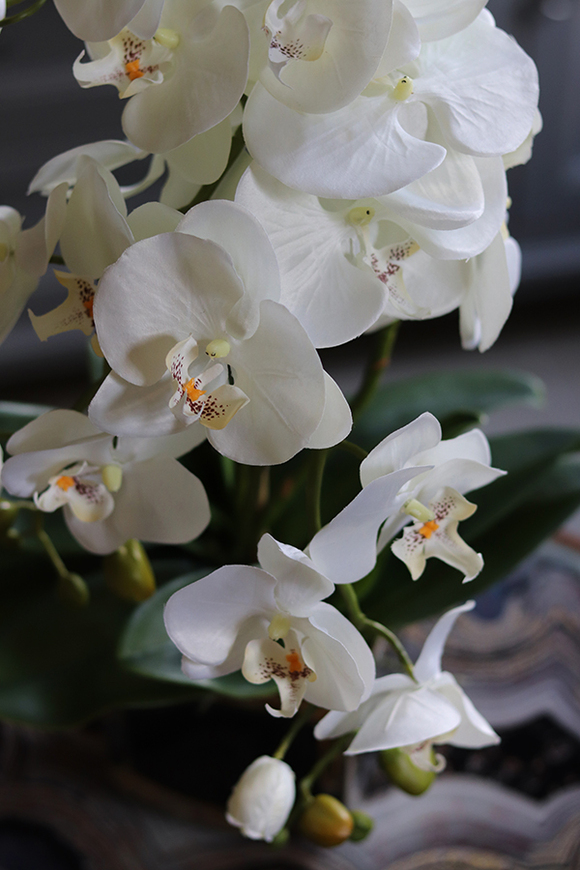 Black&Gold Prima, elegancki storczyk w ceramicznej donicy, wys.52cm