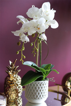 elegancki storczyk w ozdobnej donicy, Verona Moderna Small, wys.54cm