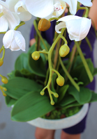 bardzo elegancki storczyk Melania, wys.60cm