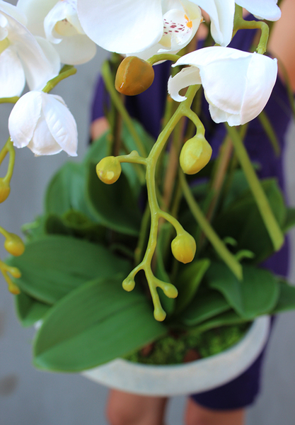 bardzo elegancki storczyk Melania, wys.60cm