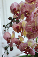 storczyk Laos Granada Berago w białej donicy łódce, ze srebrnym rantem, wys.49cm