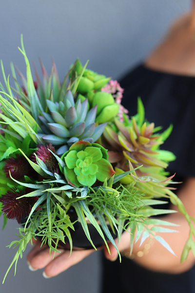 Anna Maria Black, kompozycja sukulenty w okrągłej donicy, wys.16cm