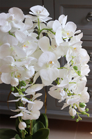 Figaro Silver, duży storczyk w lustrzanej donicy, wys.80cm 