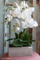 Dorotti, storczyk w betonowej donicy, wys.52cm 