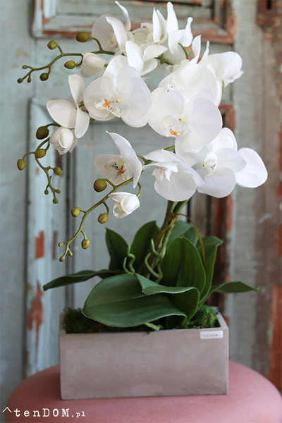 Dorotti, storczyk w betonowej donicy, wys.52cm 