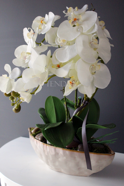 storczyk Laos 3 w ceramicznej "gniecionej" donicy, wys.53cm