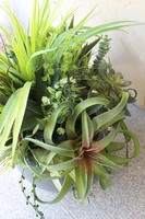 Fiberglass kompozycja z sukulentami Cacti Walter, wys.70cm