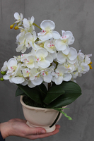 storczyk Palazzo mały w kremowej donicy wys.42cm