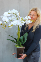 elegancki storczyk Sandra Small w srebrnej donicy, wys.72cm 