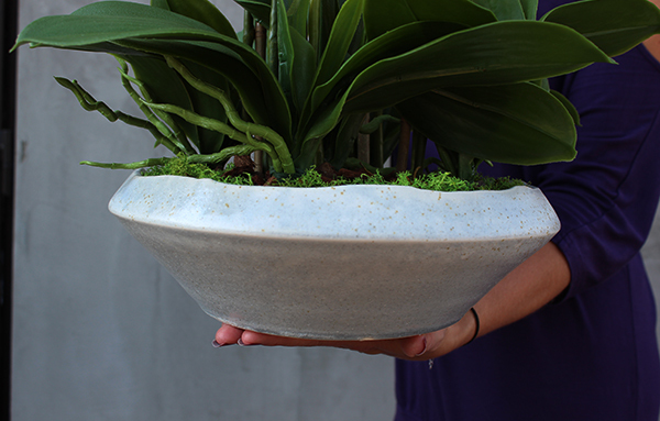 bardzo elegancki storczyk Melania, wys.60cm