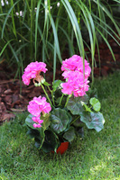 doniczkowa pelargonia Jaskraworóżowa, wysokiej jakości sztuczne kwiaty, wys.36cm