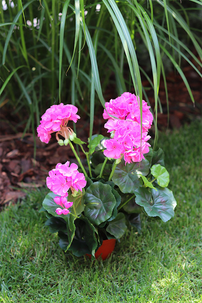 doniczkowa pelargonia Jaskraworóżowa, wysokiej jakości sztuczne kwiaty, wys.36cm