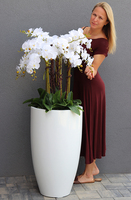 Design White Grande, ogromny storczyk, wys.155cm 