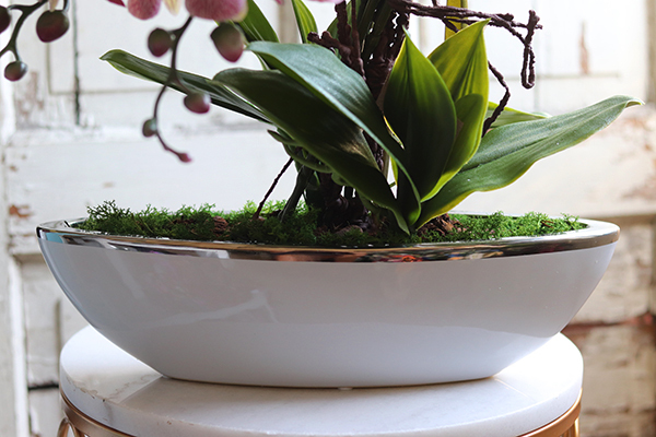 storczyk Laos Granada Berago w białej donicy łódce, ze srebrnym rantem, wys.49cm