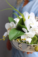 Dekoria Pear, storczyk kompozycja kwiatowa w srebrnym naczyniu, wym.22x23cm