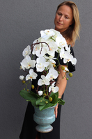 biały storczyk w niebieskiej donicy, Turkusso, wys.72cm 