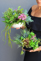 Anna Maria Black, kompozycja sukulenty w okrągłej donicy, wys.16cm