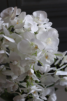 Figaro Silver, duży storczyk w lustrzanej donicy, wys.80cm 