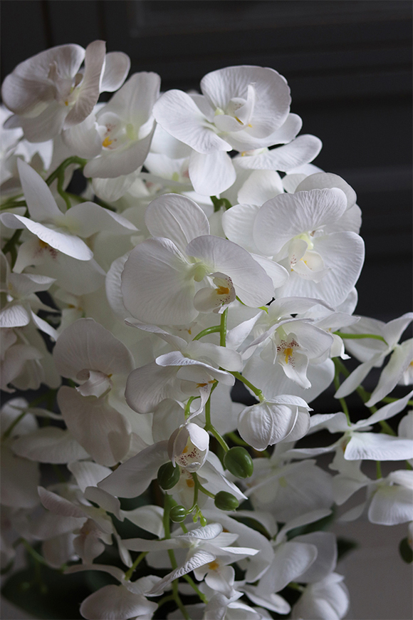 Figaro Silver, duży storczyk w lustrzanej donicy, wys.80cm 