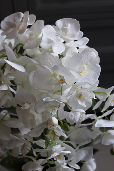 Figaro Silver, duży storczyk w lustrzanej donicy, wys.80cm 